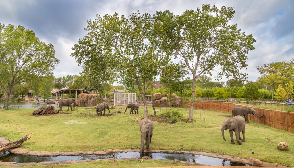 Elephant Habitat Receives Landscape Merit Award | GLMV