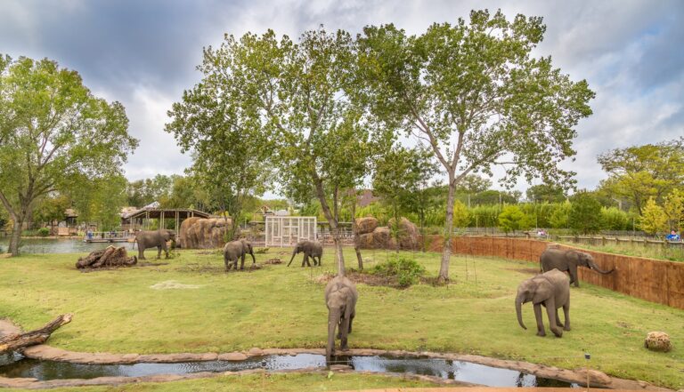 GLMV-Sedgwick-County-Zoo-Elephant-Exhibit-Merit-Award | GLMV